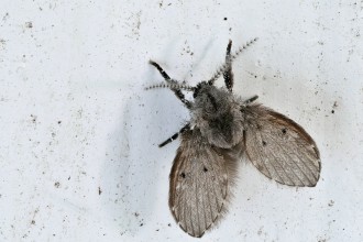 Waarom komen rioolvliegjes steeds terug in mijn huis?
